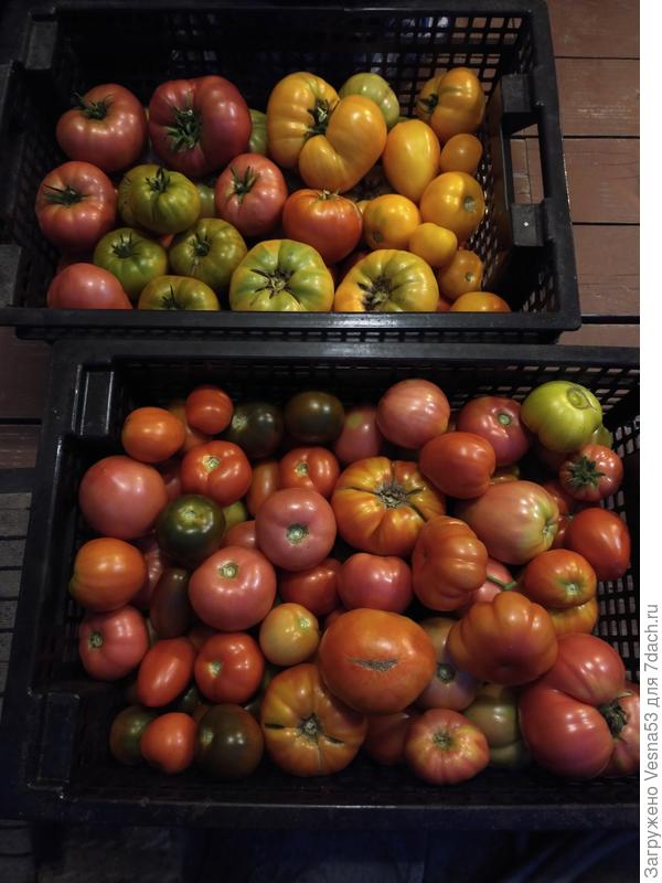 Коротко о томатах. Прошедший вторник.