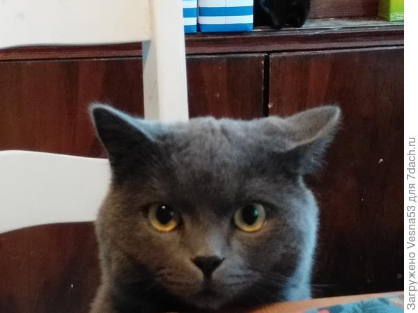 Гастон