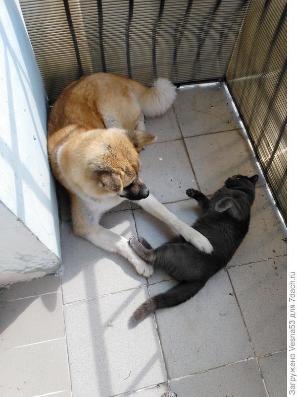 Лучшие друзья