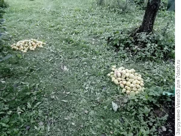 И ещё груши...