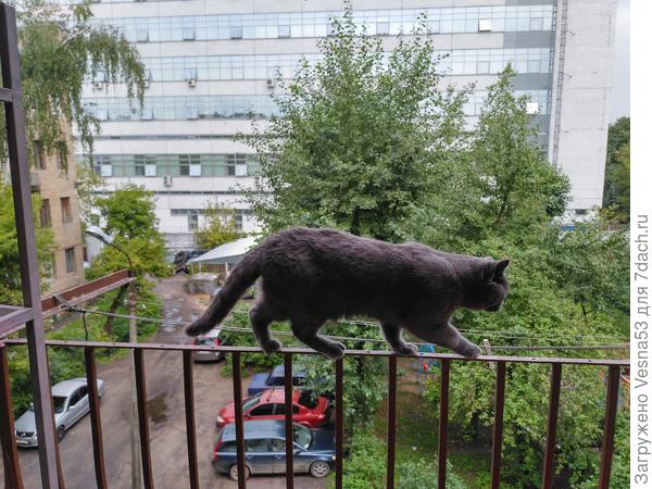 Вот так кот нам треплет нервы. Третий этаж. Внизу асфальт
