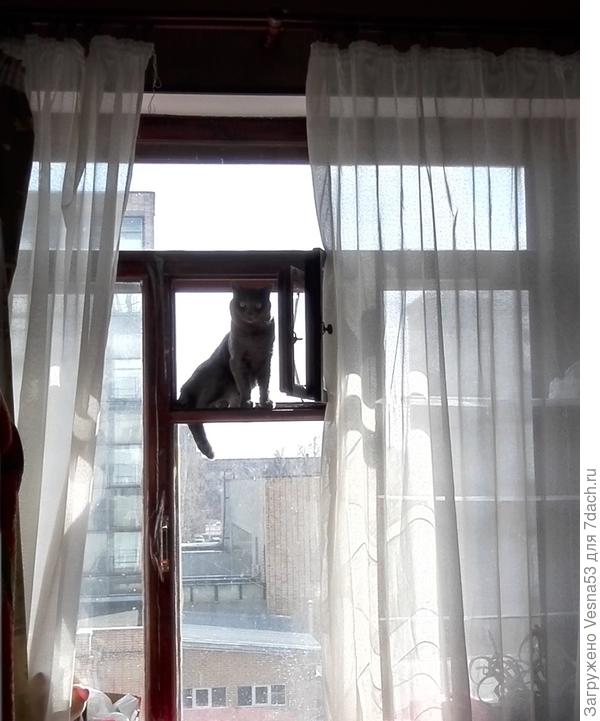 Вот окошко, а в окошке - кошка (точнее кот)