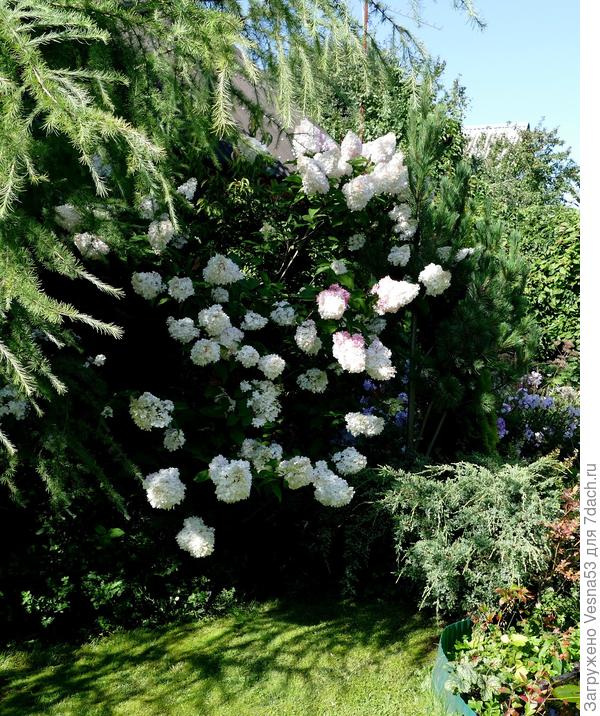 Эту помню, Ванилла Фрайз, общий вид.