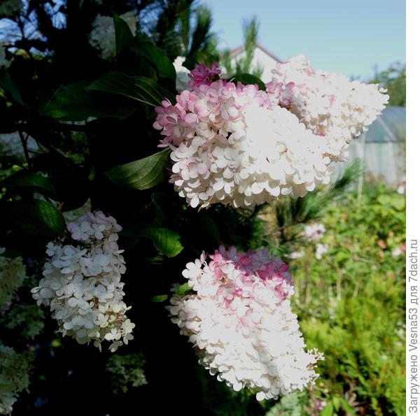 Она же, крупный план