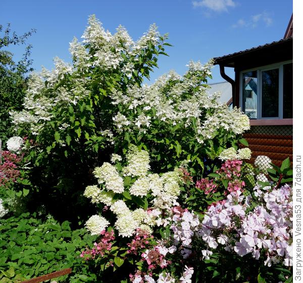 И микс из остальных, здесь 6 кустов, все разные