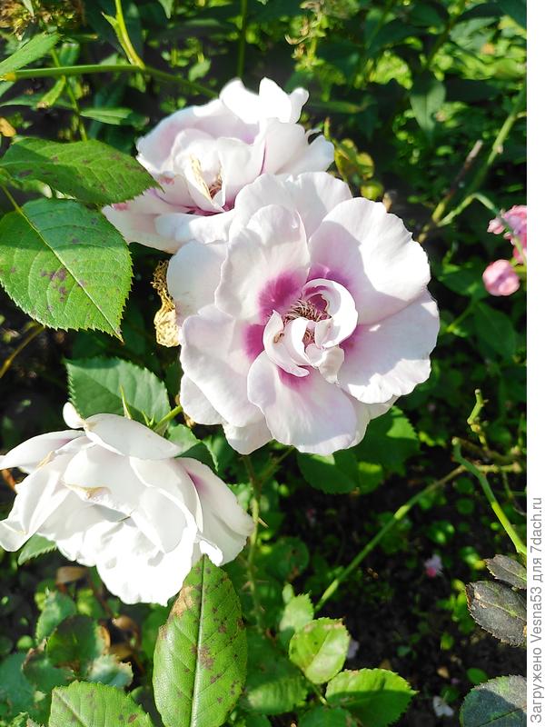 Eyes for you, красотка!