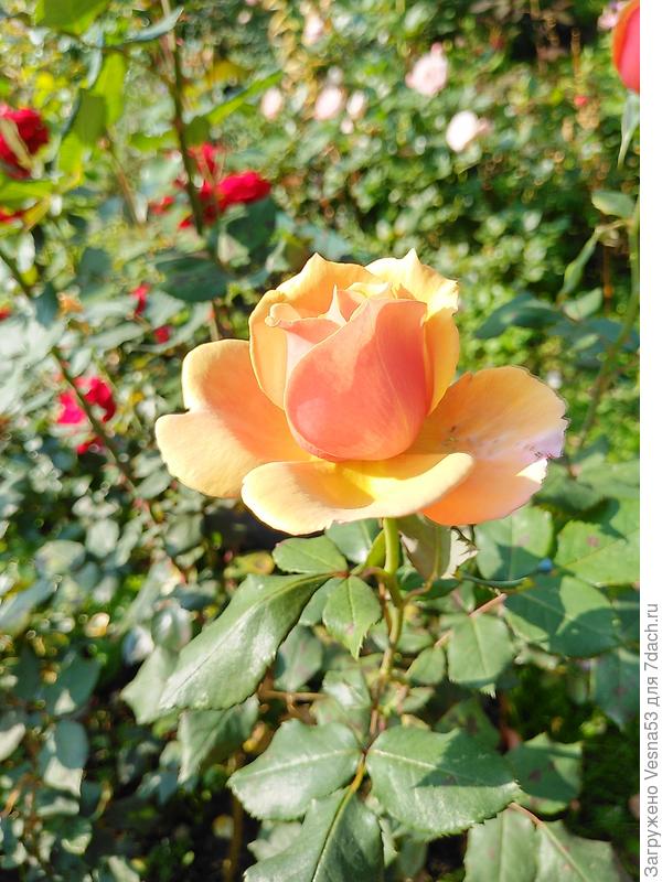 Belle epoque,  моя любимая фотомодель