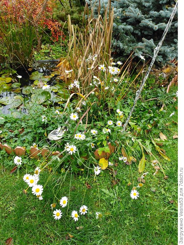 Ромашки цветут. До морозов 10 дрей