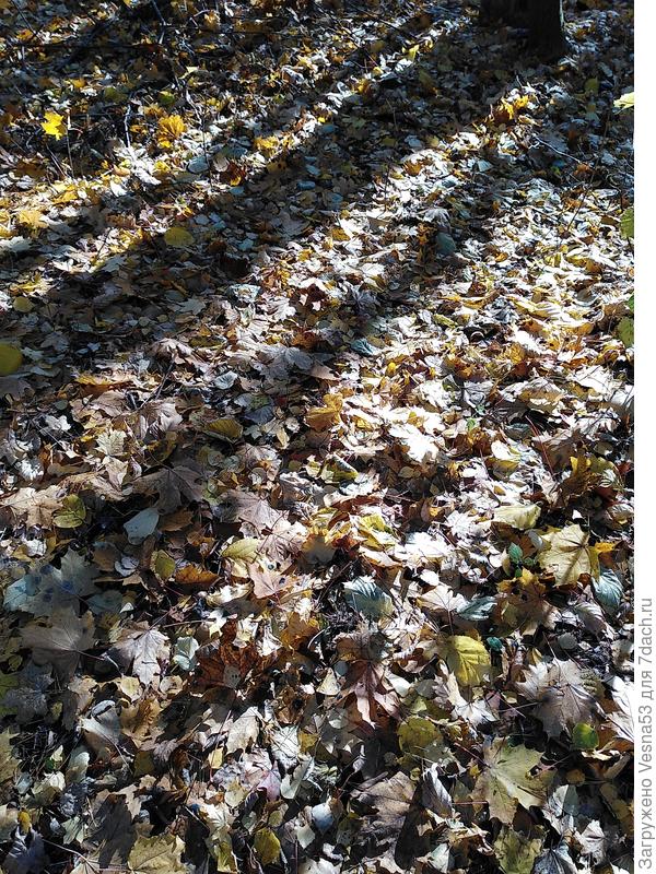 Свет и тени октября