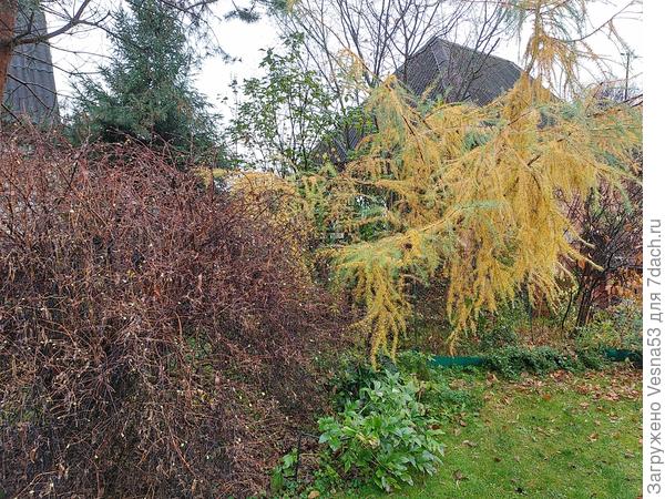 А жимолость цветёт