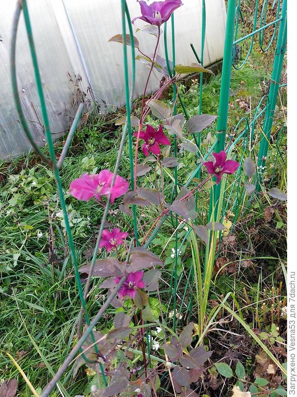 Новенькому клематису мороз не страшен, цветёт! А ведь заморозки были уже