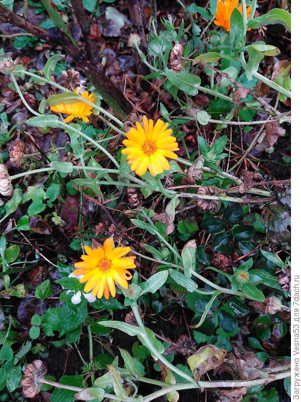 Цветы цветут, травка зеленеет