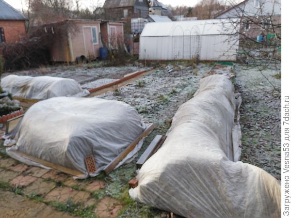 Розы под укрытием.