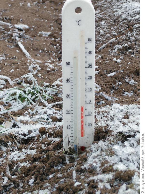 Градусник в грядке. Температура воздуха ниже, чем земли.