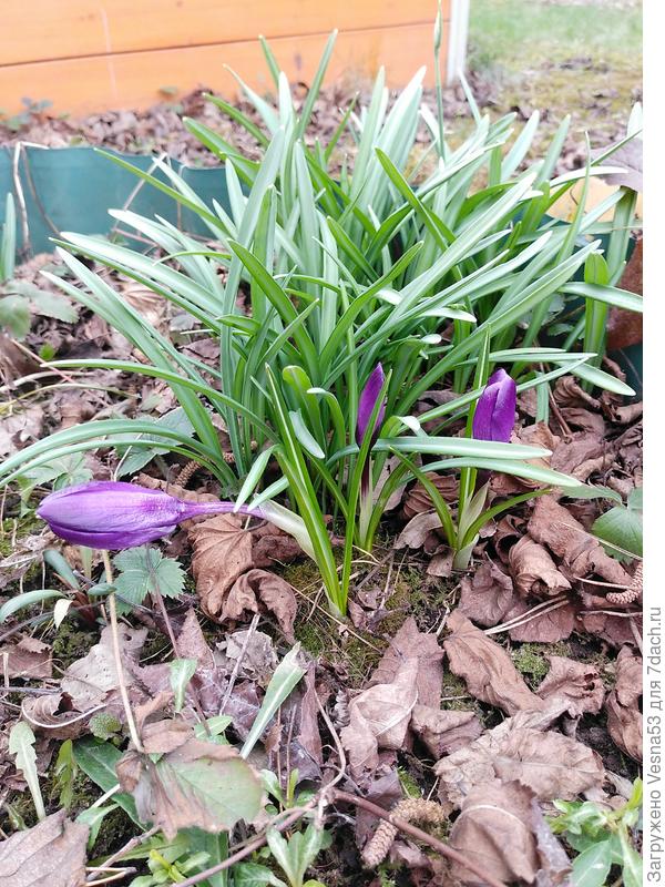 Крокусы и подснежники