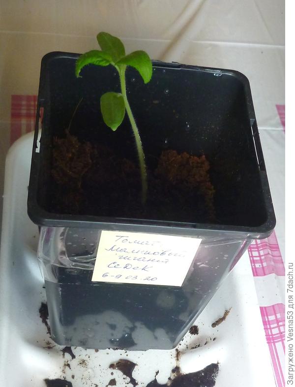 Горшочек 0,8л с рассадой томата перед 1-й досыпкой грунта