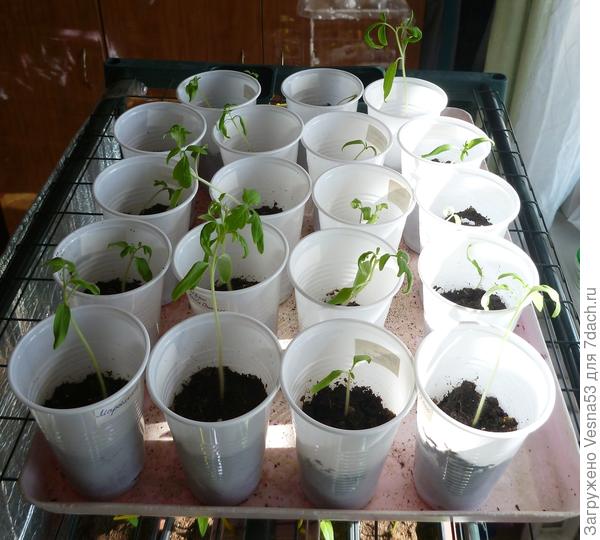 Это мой резерв. Растёт в минимальном количестве грунта.