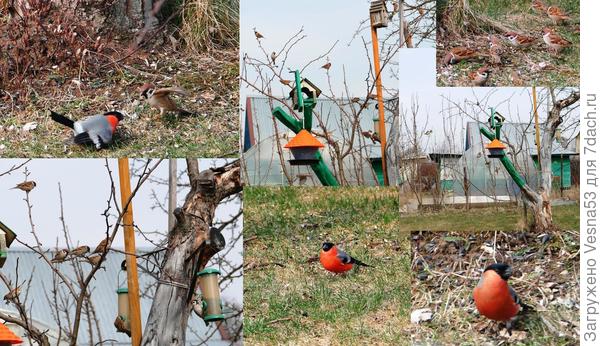 Снова снегири, это к похолоданию?