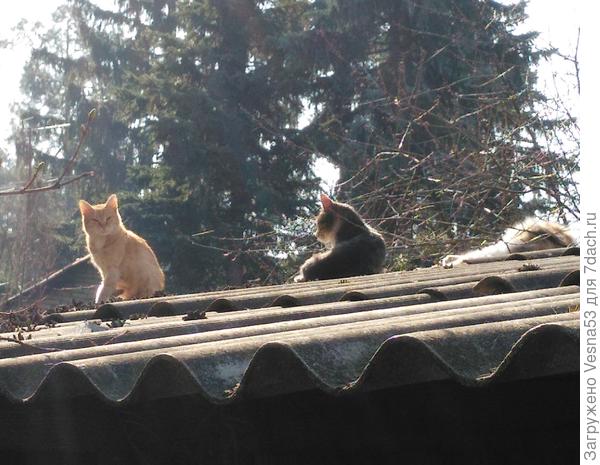 Те же кошки, только в профиль