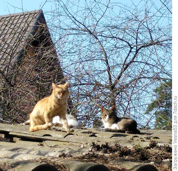 Кошки на крыше. Март.