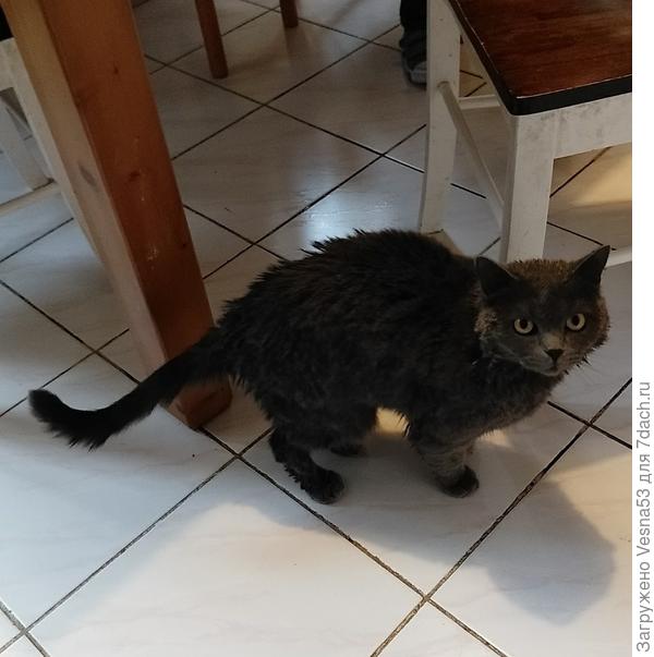 Гастона искупали... В глазах немой вопрос: зачем вы так со мной?