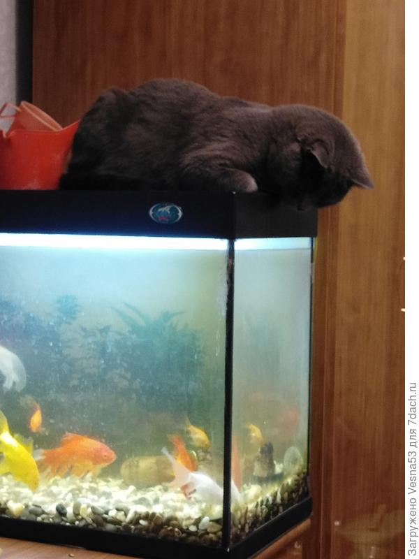 Кот и рыбки
