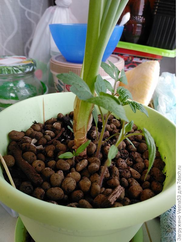 Это я смахнула в горшок с цветком то, что рассыпалось, тоже пойдет в дело