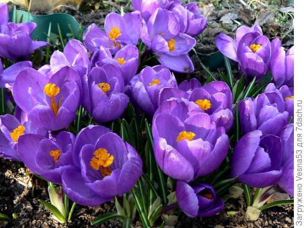 Цветы победителям :)