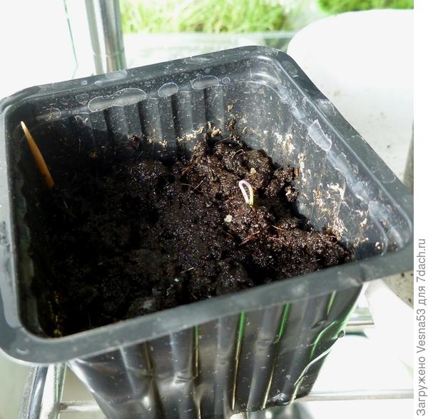 Сливовая капля взошла!