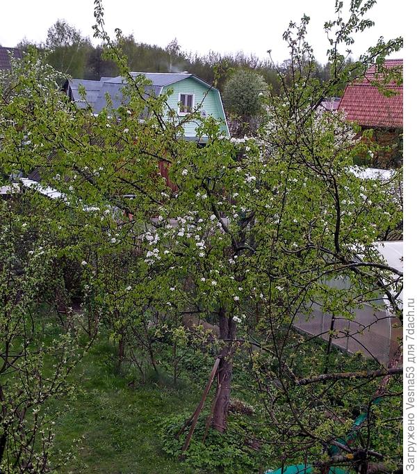 Груша зацветает