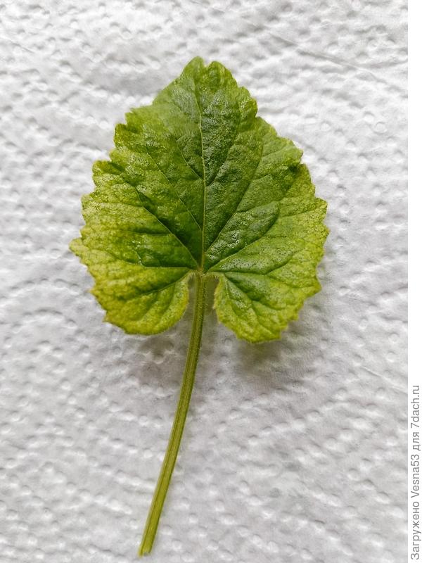 Лист отдельно