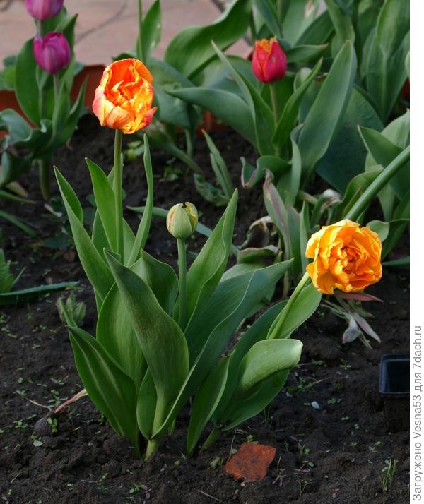 5-фото