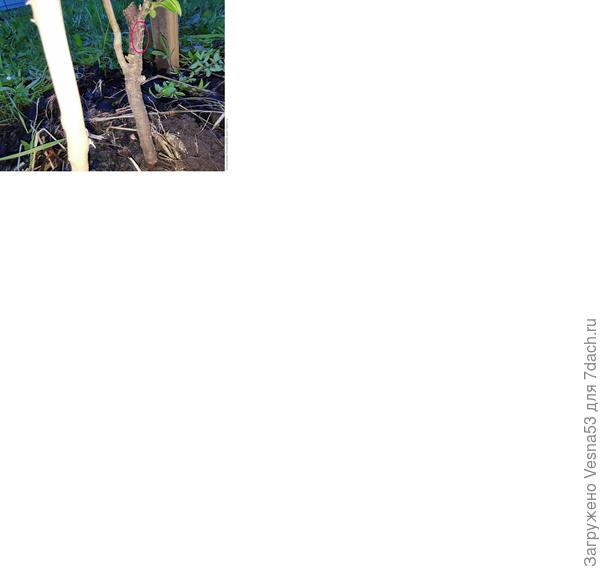 Вот тут прививка, обведена розовым цветом