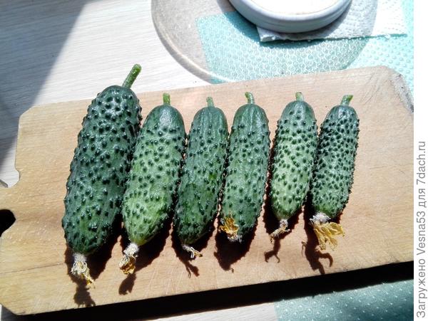 Огурчики из теплицы