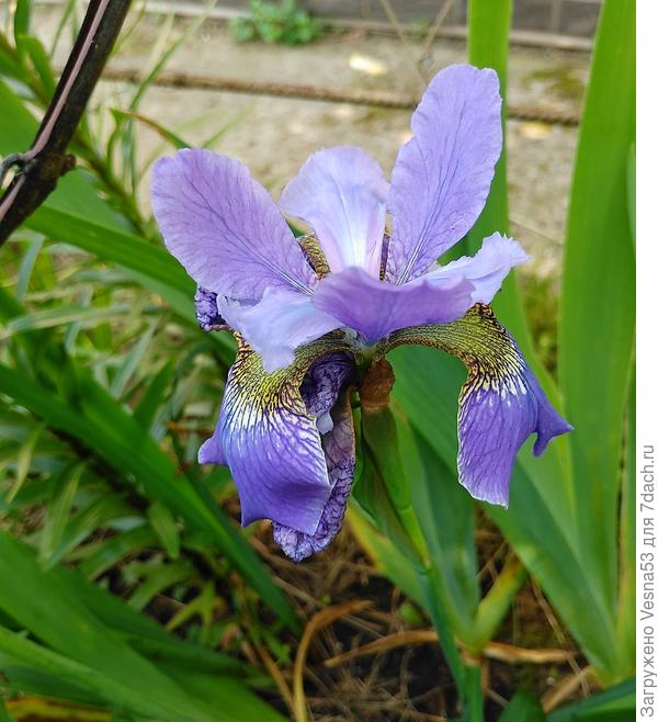 Ирис сибирский 3