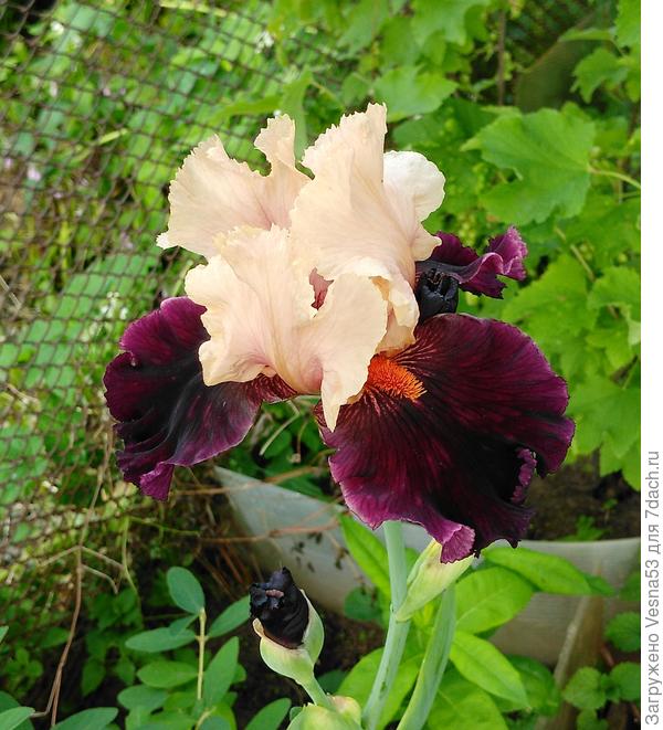 Ирис бородатый 2, новенький, цветёт первый раз