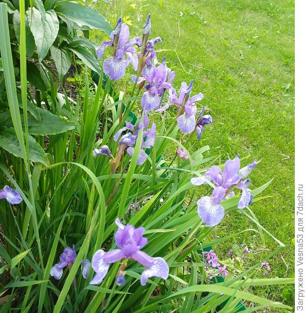 Куртинка их же