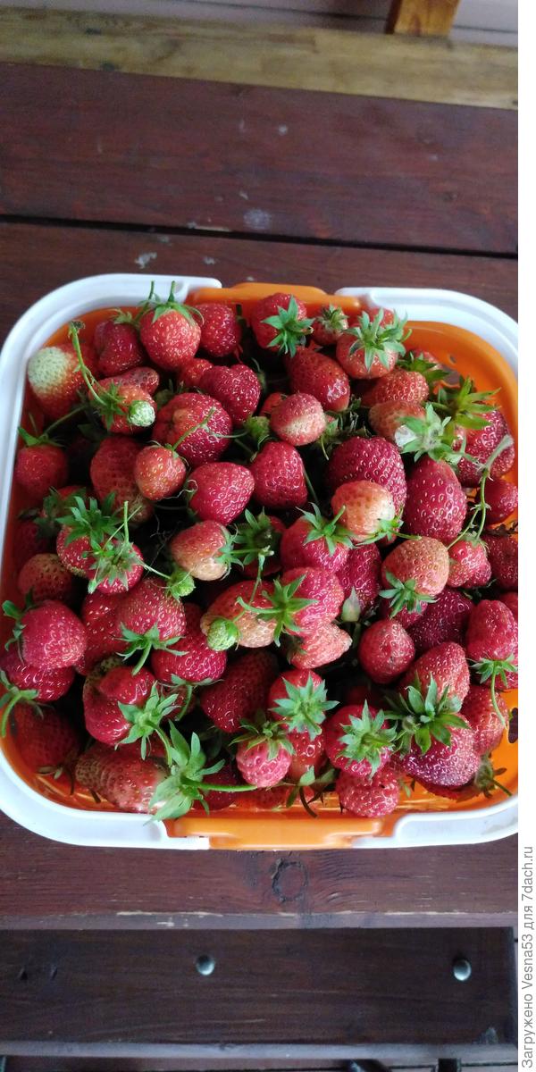 Клубника с грядки