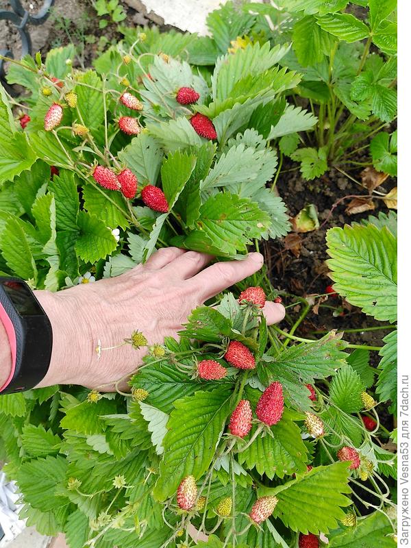 Земляничка