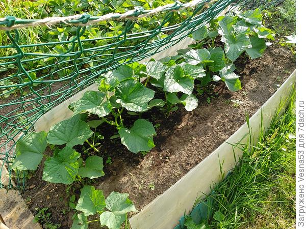 В открытой грядке только собираются цвести