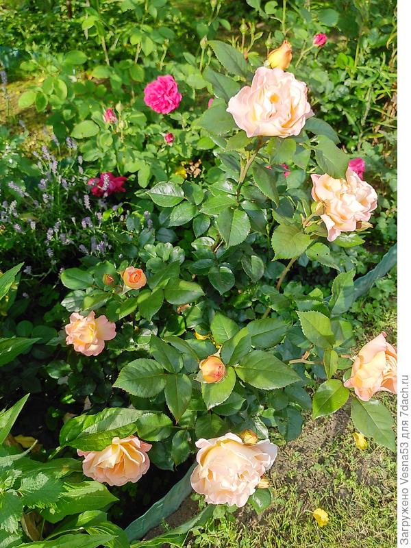 Розмари Харкнесс