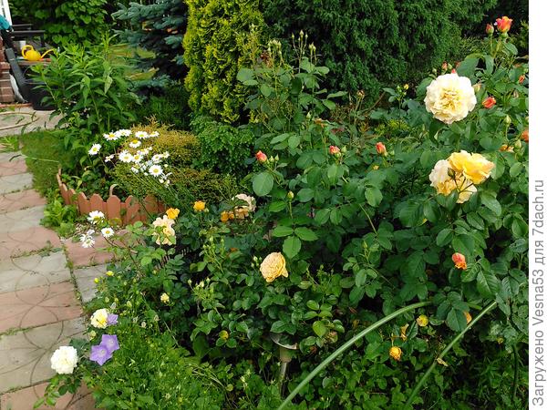 Общий вид желто-сиреневого розария. Сиреневые отстают.