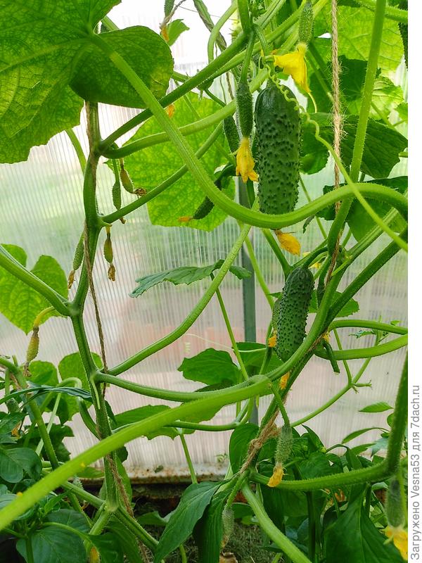 Эти ещё подрастут