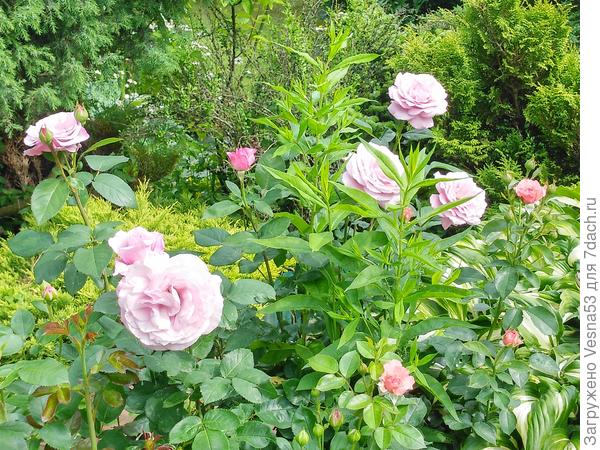 Сильвер шадо