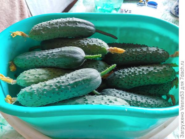 Сегодняшний сбор