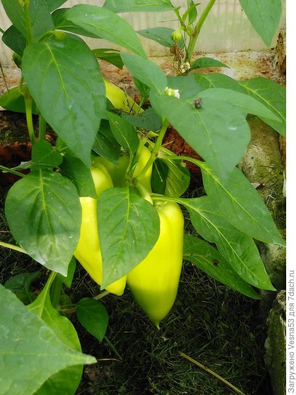 Перчики, сорт Веста