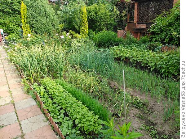 Остальной огород