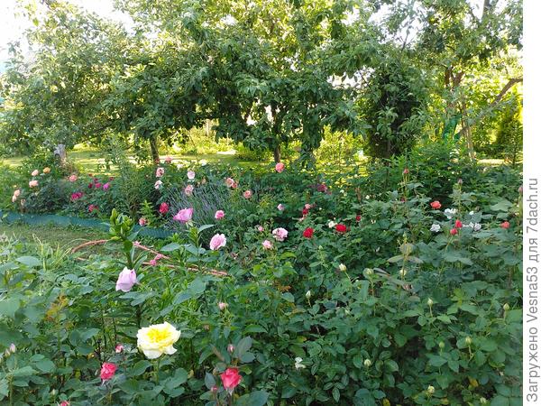 Утренний кофе с видом на розы