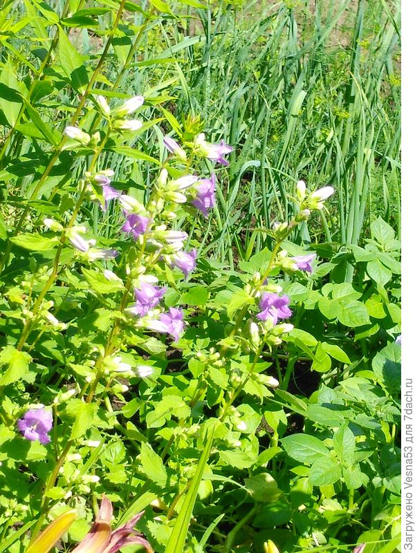 Колокольчик на новом месте.