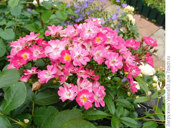 Какой же бал без музыки? Роза Моцарт!